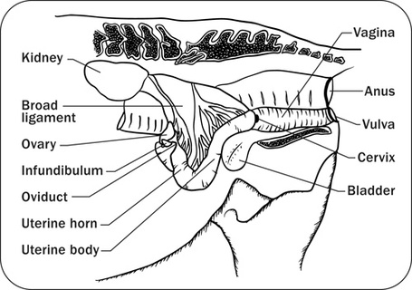 Reproductive system of the doe